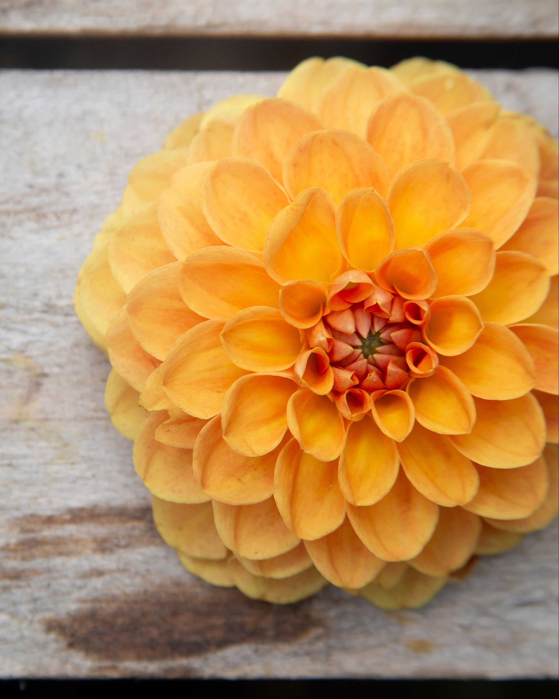 Yellow flower on a wooden surface