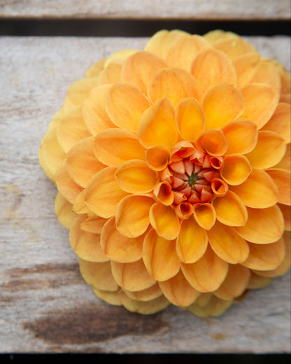Yellow flower on a wooden surface