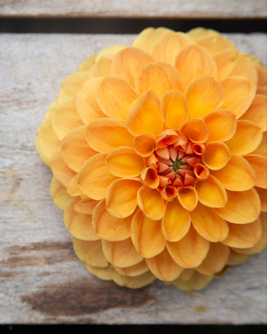 Yellow flower on a wooden surface