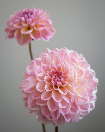 Two pink flowers against a gray background