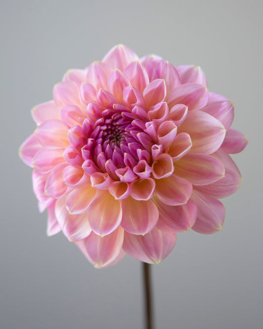 Pink flower with a blurred gray background