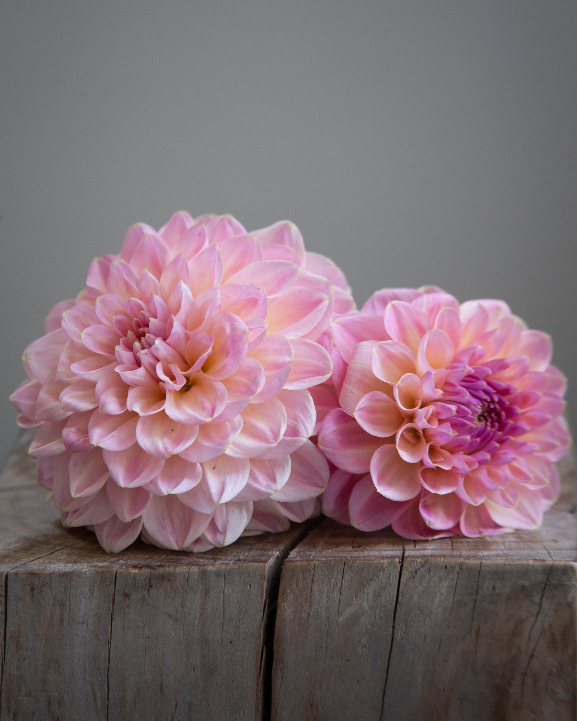 Two pink flowers on a wooden surface with a gray background