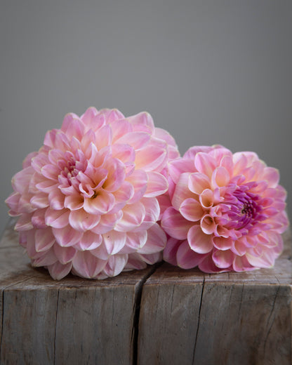 Two pink flowers on a wooden surface with a gray background