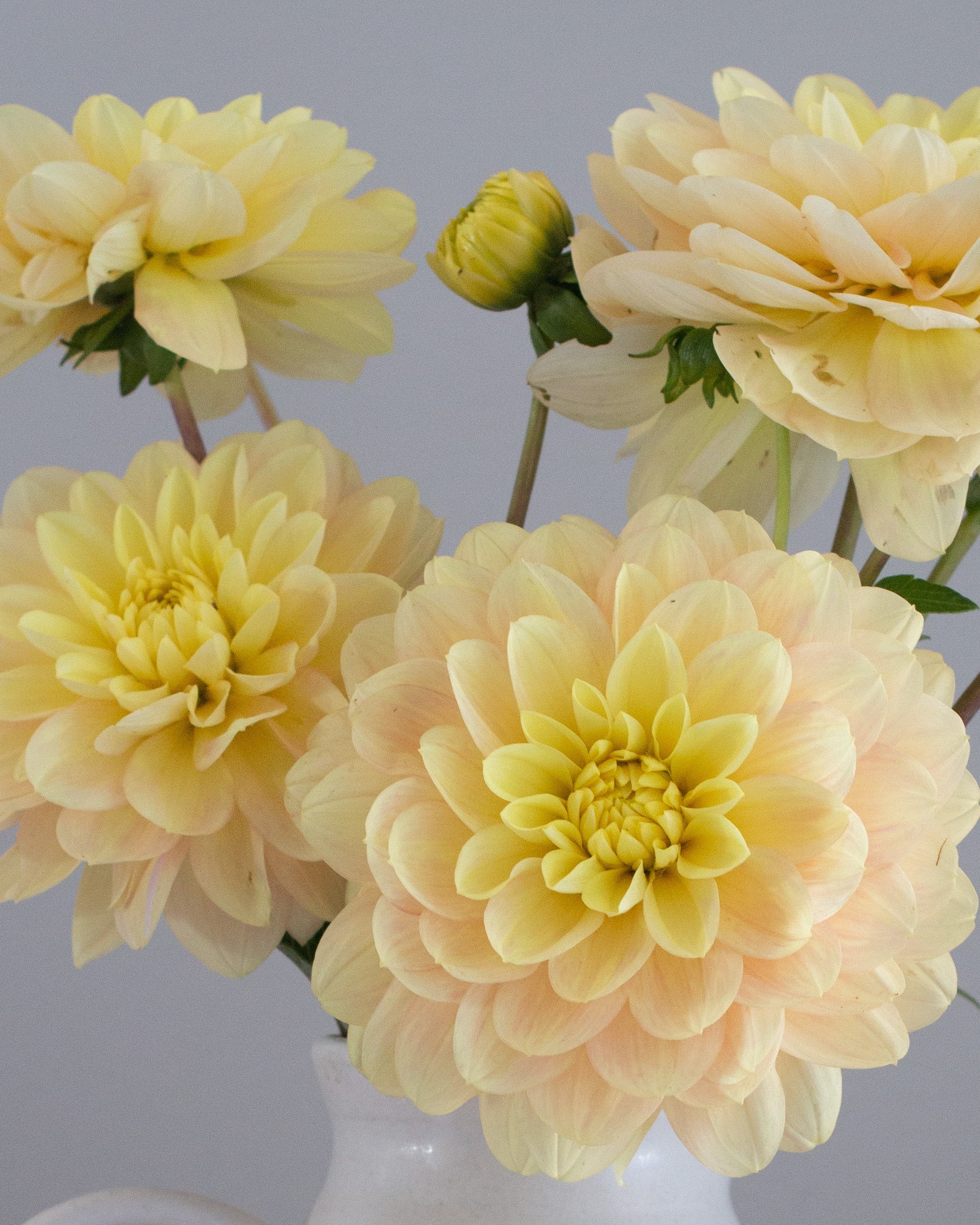 Bouquet of light yellow flowers in a white vase against a gray background