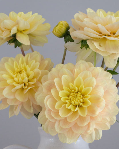 Bouquet of light yellow flowers in a white vase against a gray background