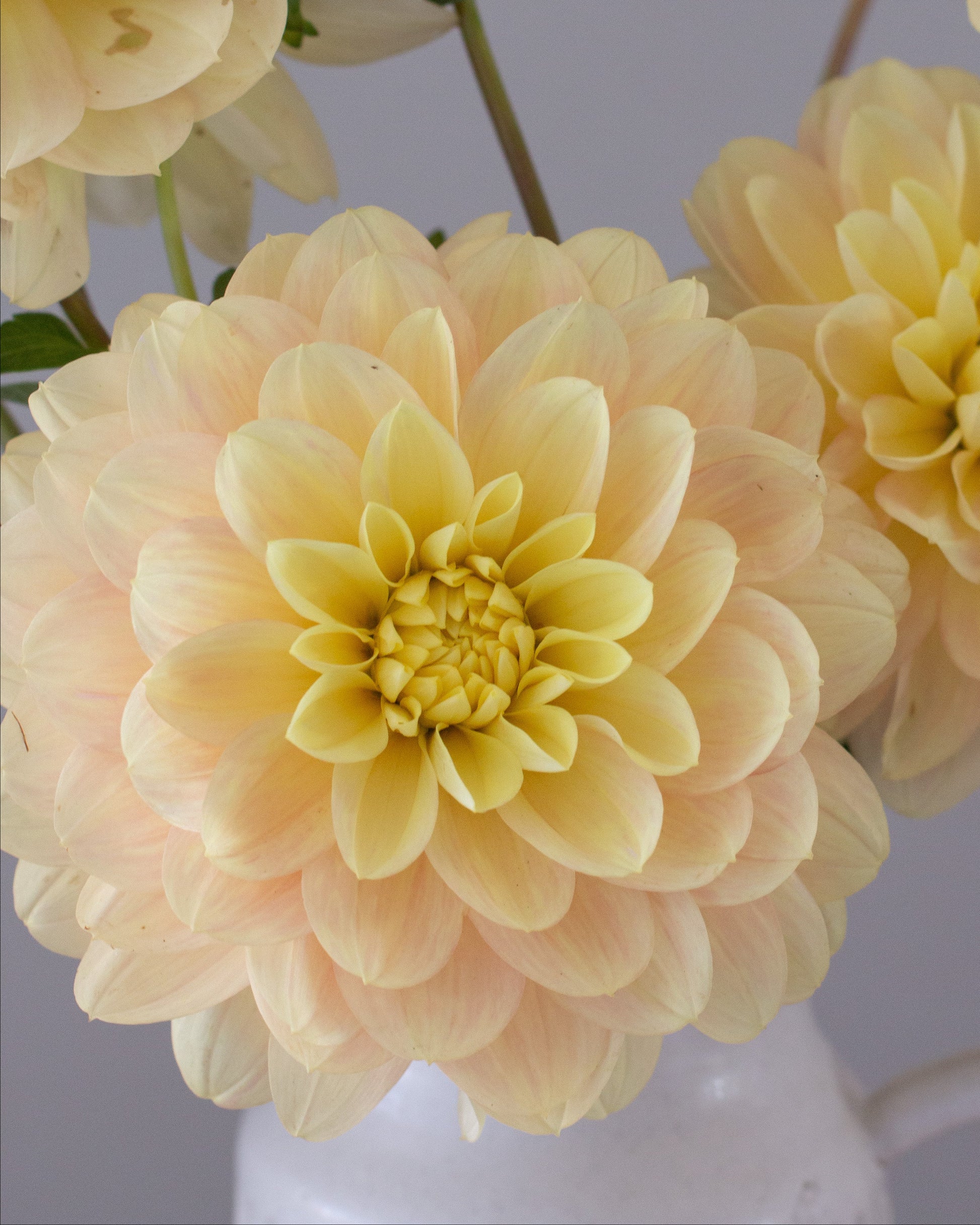 Yellow flowers in a white vase against a gray background