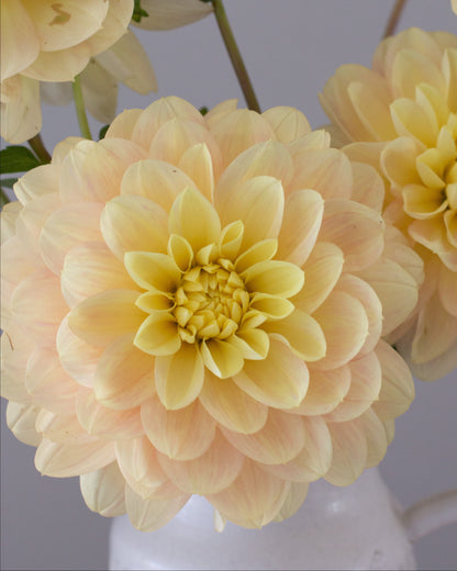 Yellow flowers in a white vase against a gray background