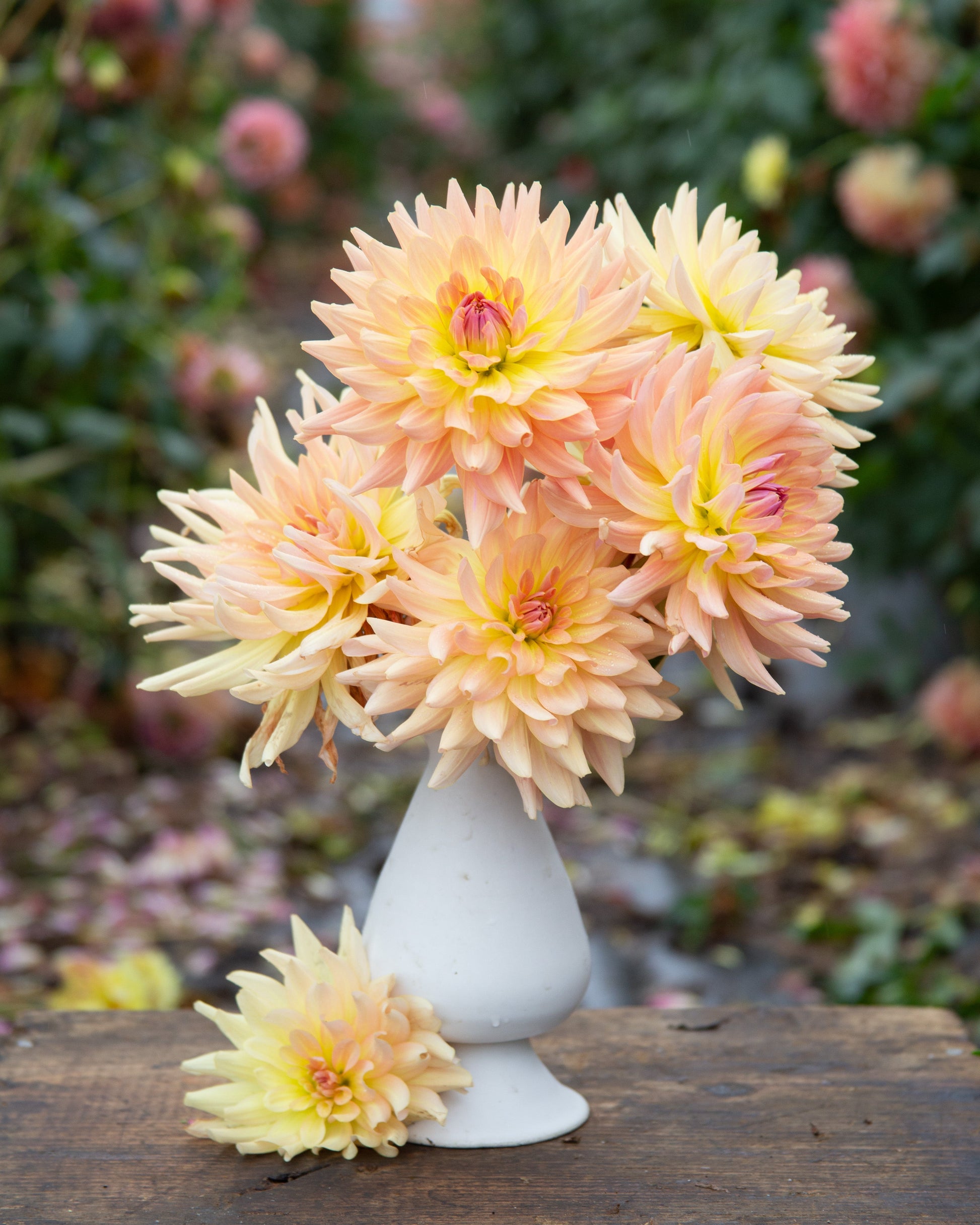 Close-up of a light pink flower with a dark background