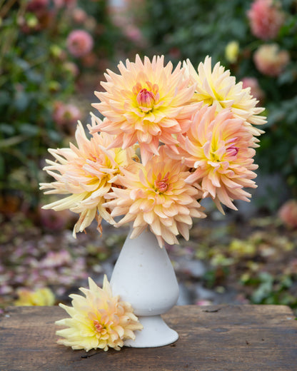 Close-up of a light pink flower with a dark background