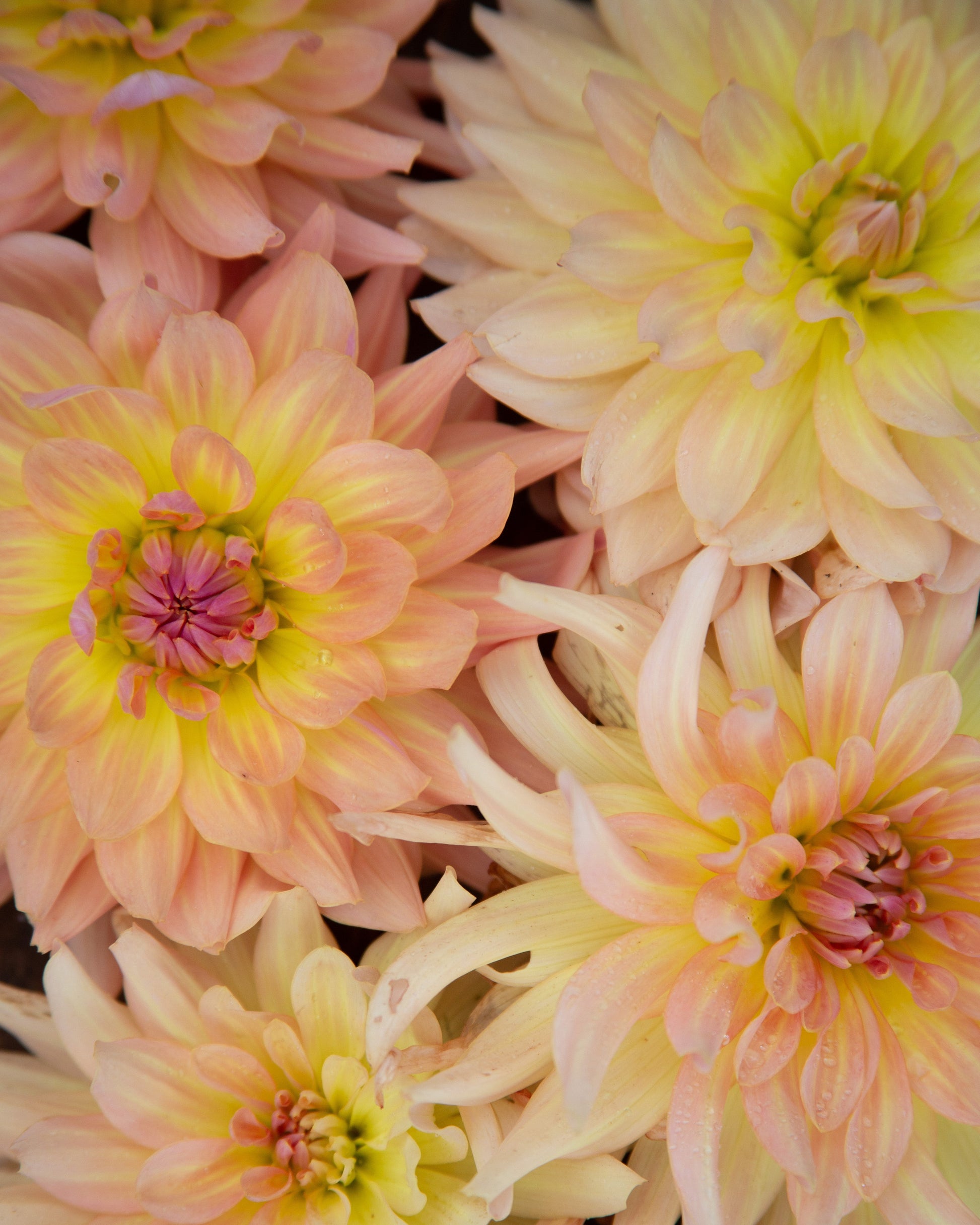 Close-up of pink and yellow flowers with a soft focus background
