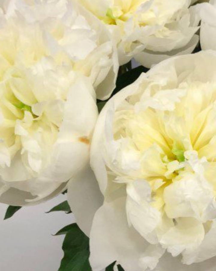 Close-up of white peony flowers with green leaves on a light background
