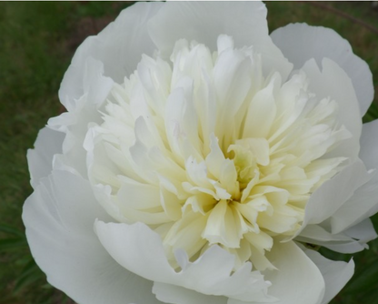 Peony Duchesse de Nemours