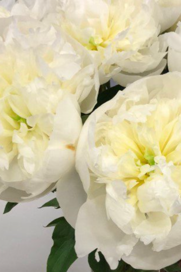 Peony Duchesse de Nemours