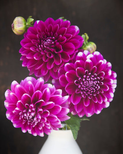 Three vibrant purple flowers in a white vase against a dark background