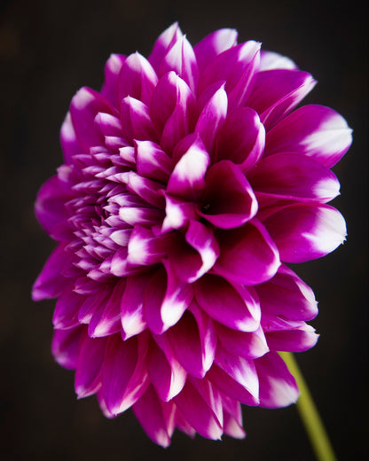 Close-up of a vibrant purple flower against a dark background
