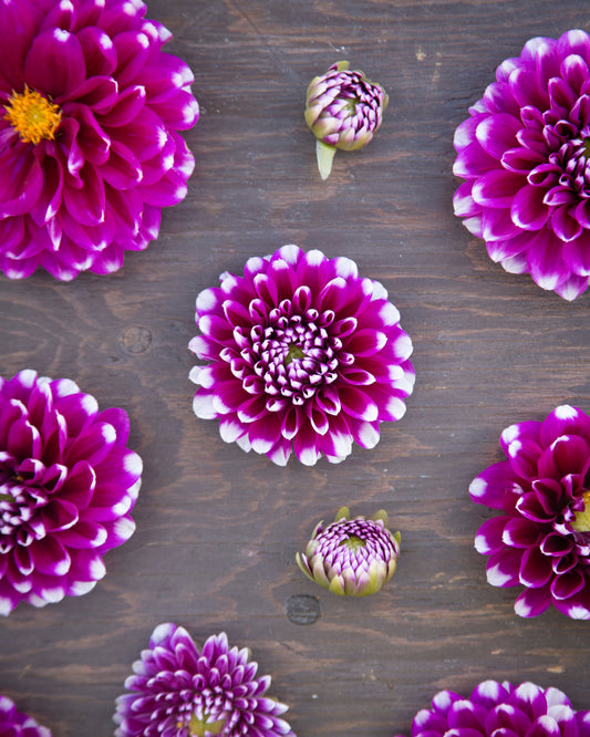 Purple flowers on a wooden surface