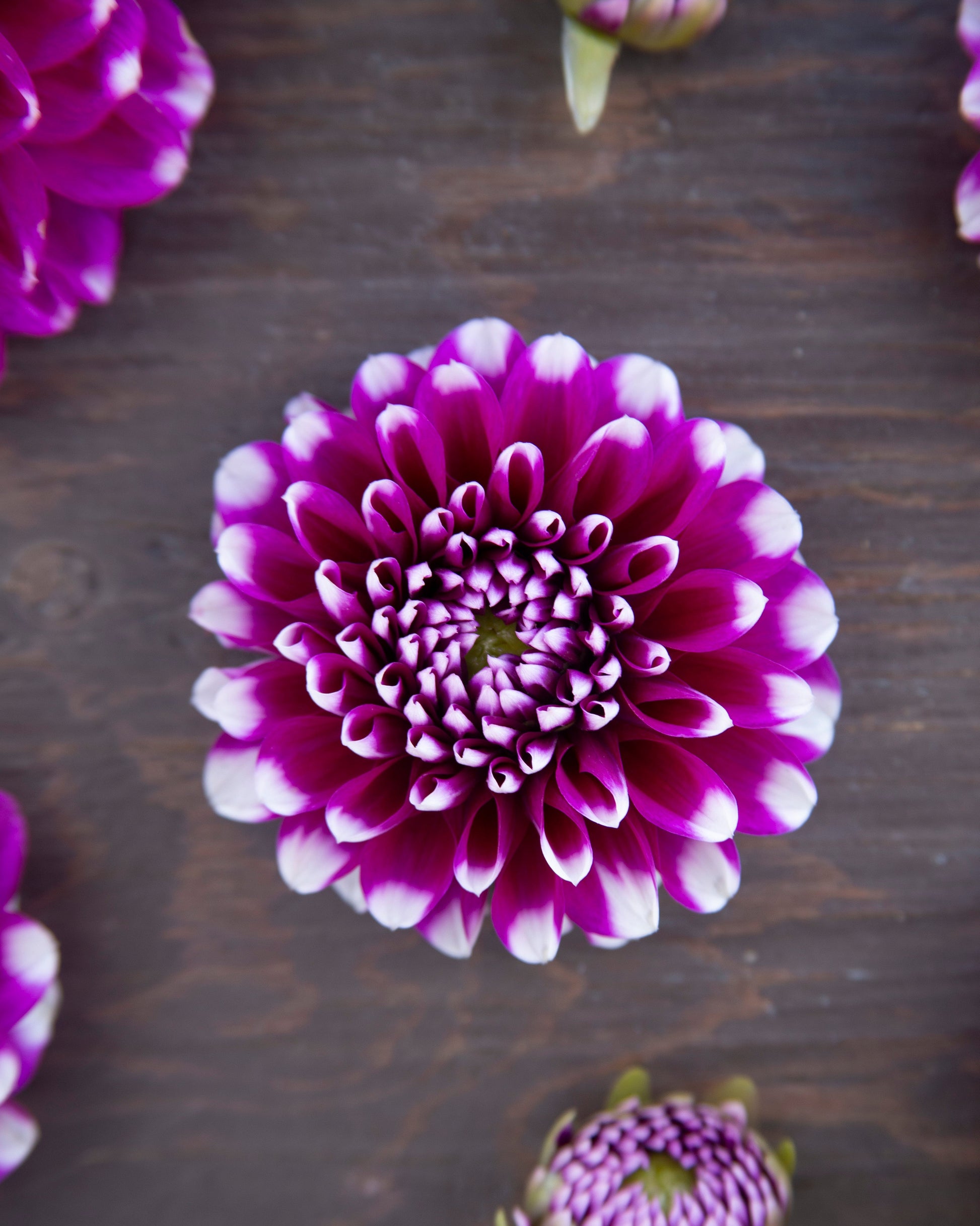 Close-up of a purple and white flower on a dark wooden surface