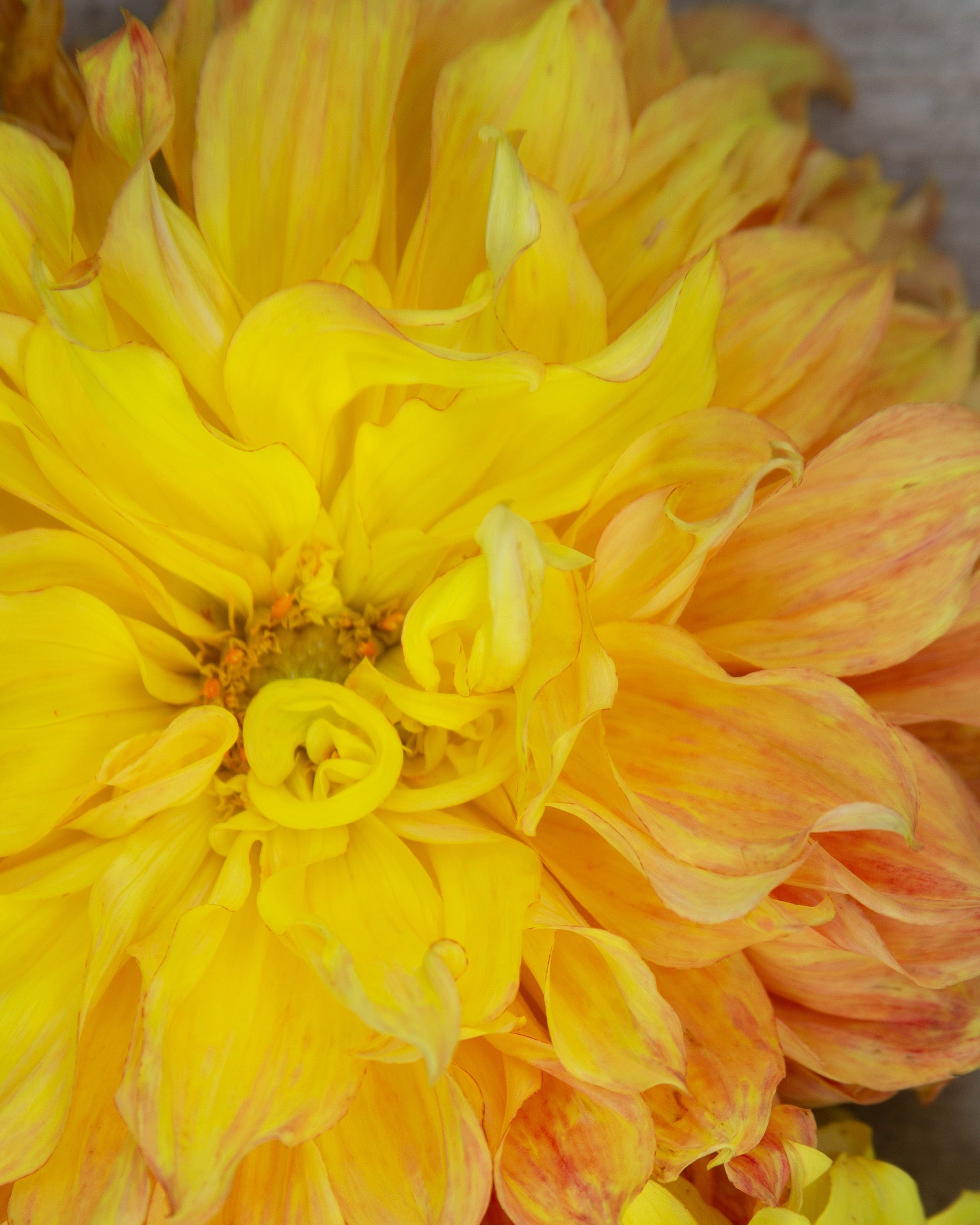 Close-up of a vibrant yellow flower with a soft focus background