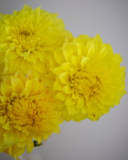 Three bright yellow flowers in a white vase against a light gray background