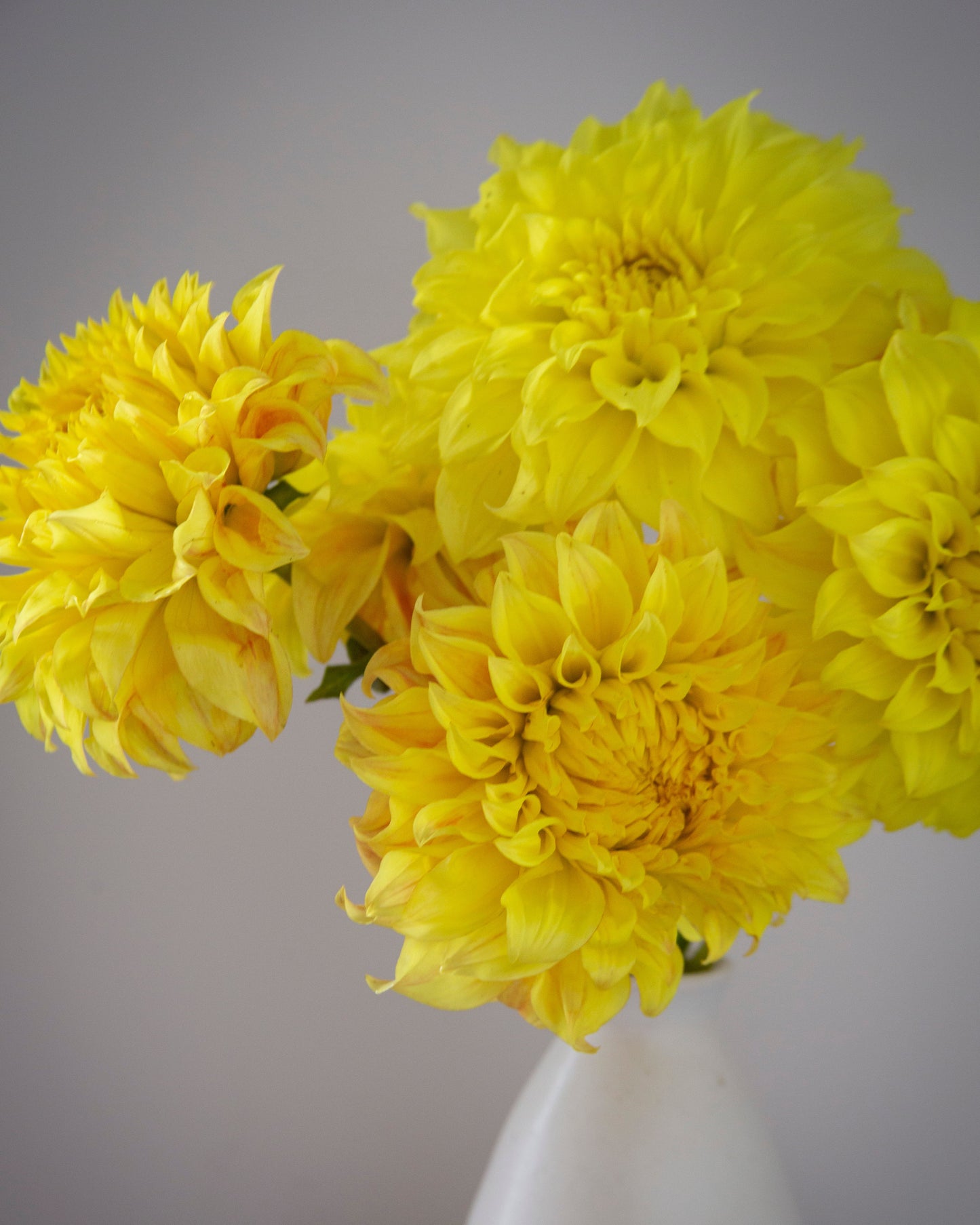 Yellow flowers in a white vase against a plain background