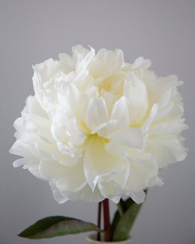 White peony flower against a gray background