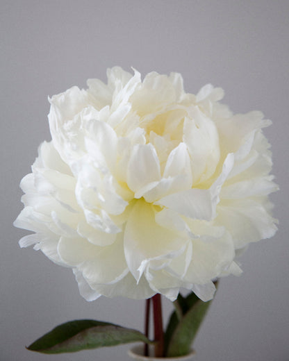 White peony flower against a gray background
