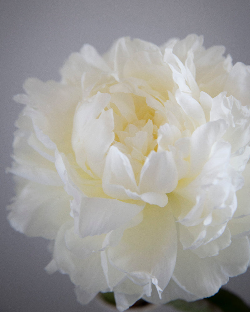 Close-up of a white peony flower against a gray background