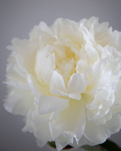 Close-up of a white peony flower against a gray background