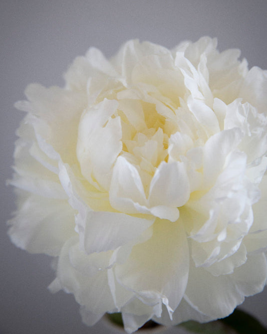 Close-up of a white peony flower against a gray background