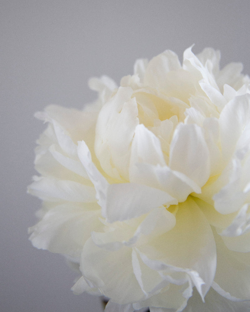 Close-up of a white flower against a gray background