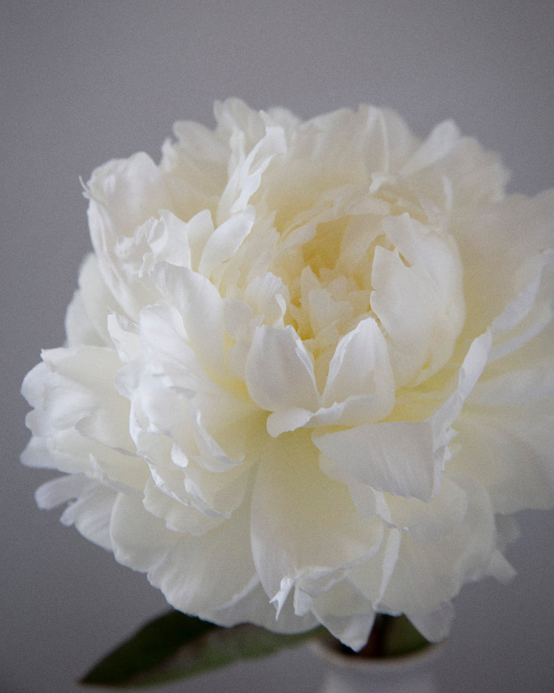 Close-up of a white peony flower against a gray background