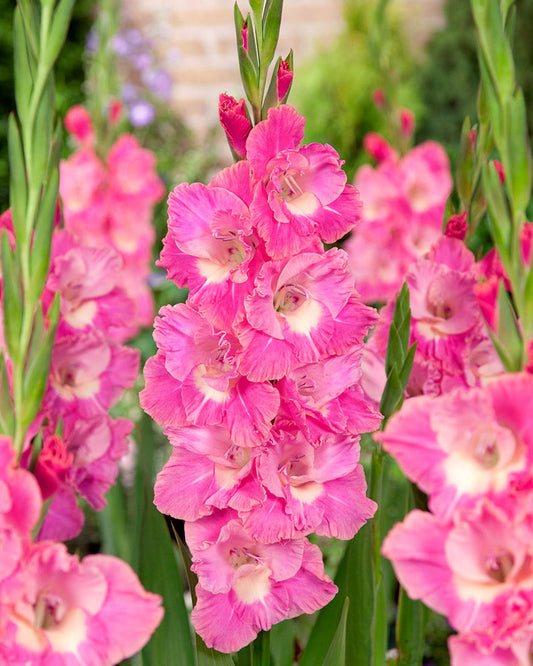 Gladiolus Pink Parrot