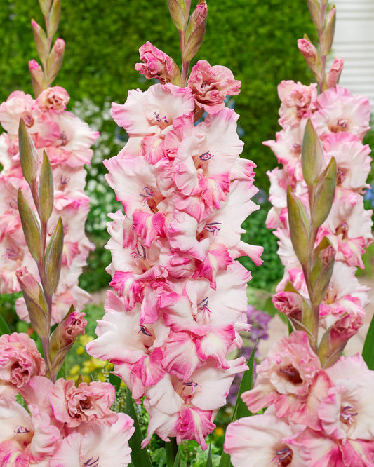 Gladiolus Cherry Candy