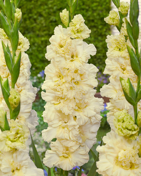 Gladiolus Sweet Crystal
