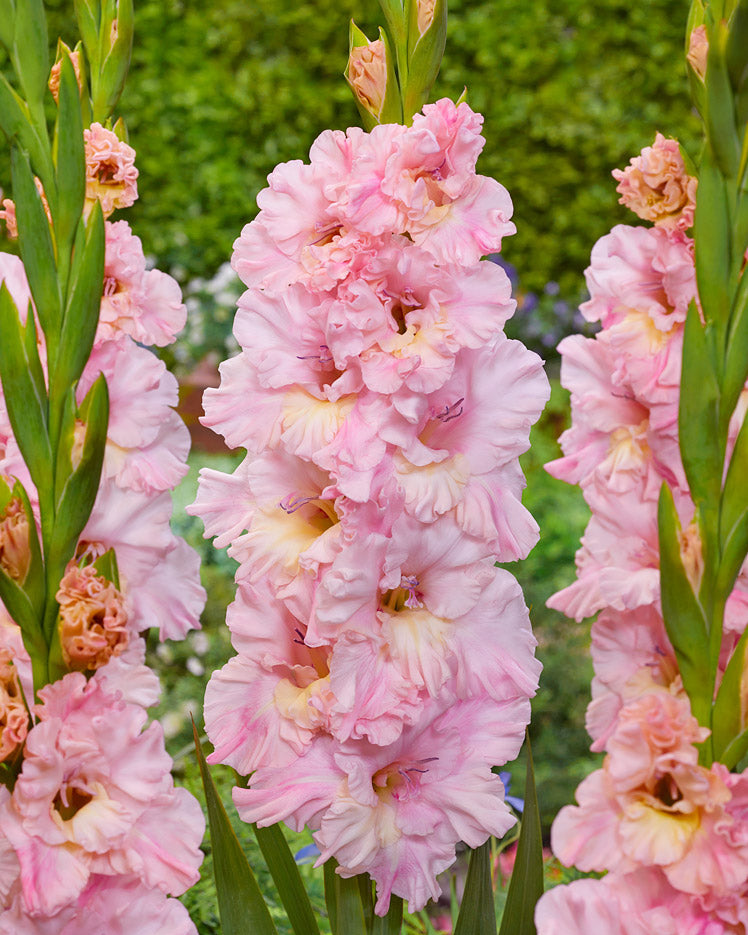 Gladiolus Pink Lightning