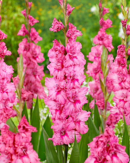 Gladiolus Kingston Ruffle