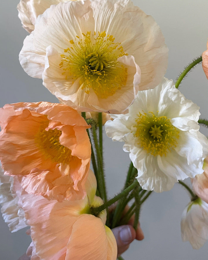 Hummingbird Poppy Mix