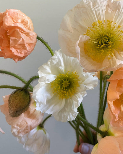 Hummingbird Poppy Mix