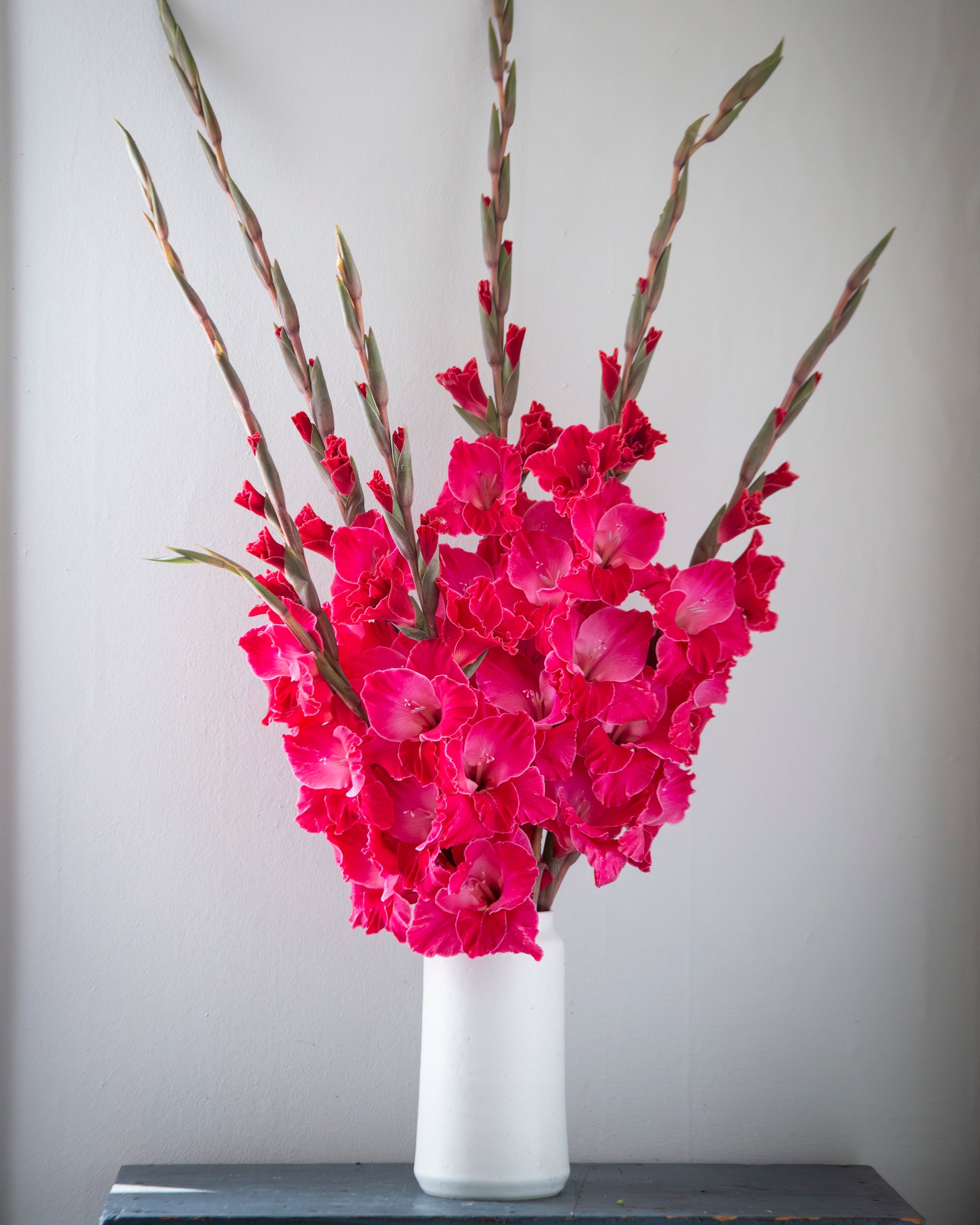 A vibrant bouquet of bright pink gladiolus flowers with tall green-brown stems, arranged in a simple white cylindrical vase resting on a dark blue wooden surface against a plain light gray wall.