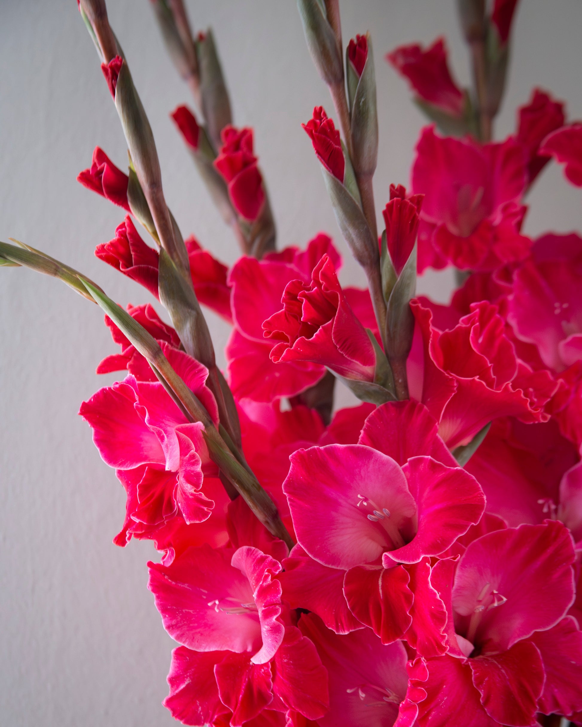 A close-up of vibrant pink gladiolus flowers on a stem with green stems and buds, set against a plain light gray background.