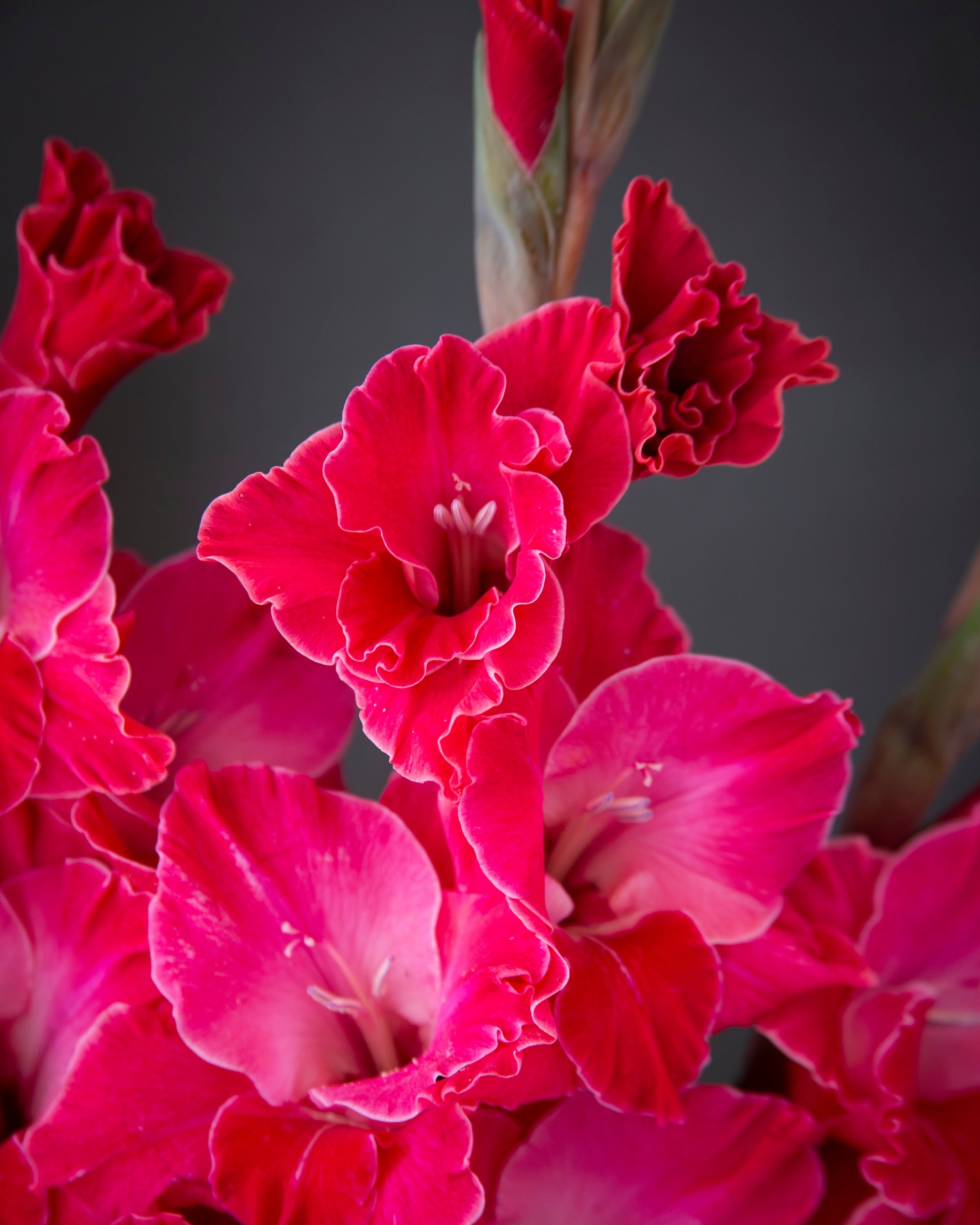 Close-up of bright pink gladiolus flowers with ruffled petals against a dark gray background.
