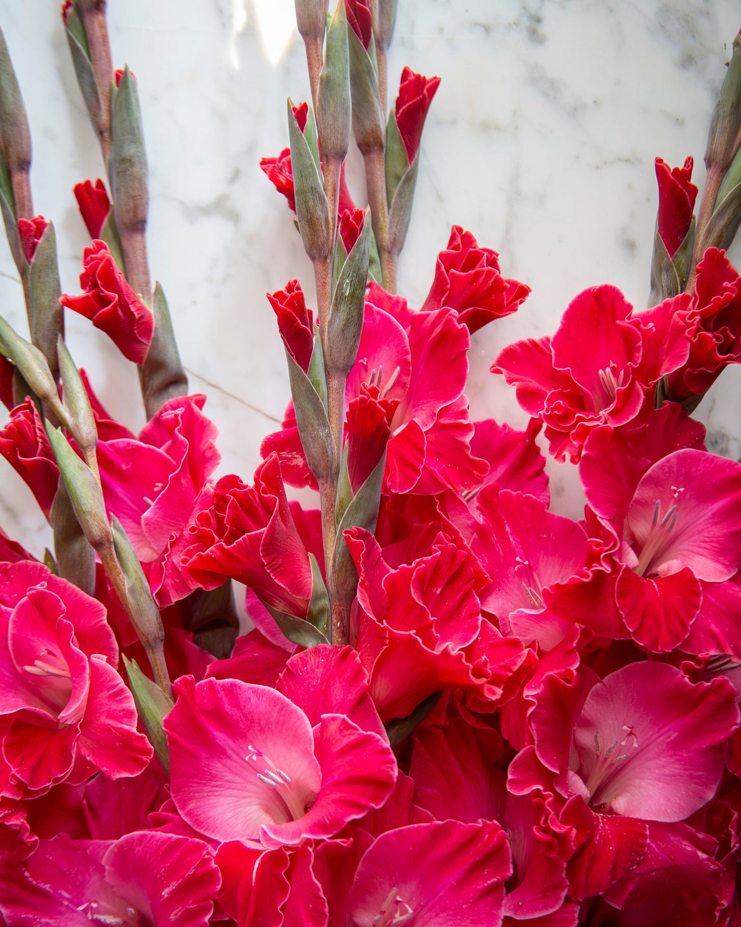 A close-up of a dense bouquet of gladiolus flowers in vivid magenta-pink and deep red tones, with green stems and buds against a light marble-like background.