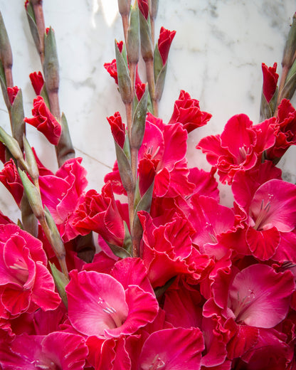 A close-up of a dense bouquet of gladiolus flowers in vivid magenta-pink and deep red tones, with green stems and buds against a light marble-like background.