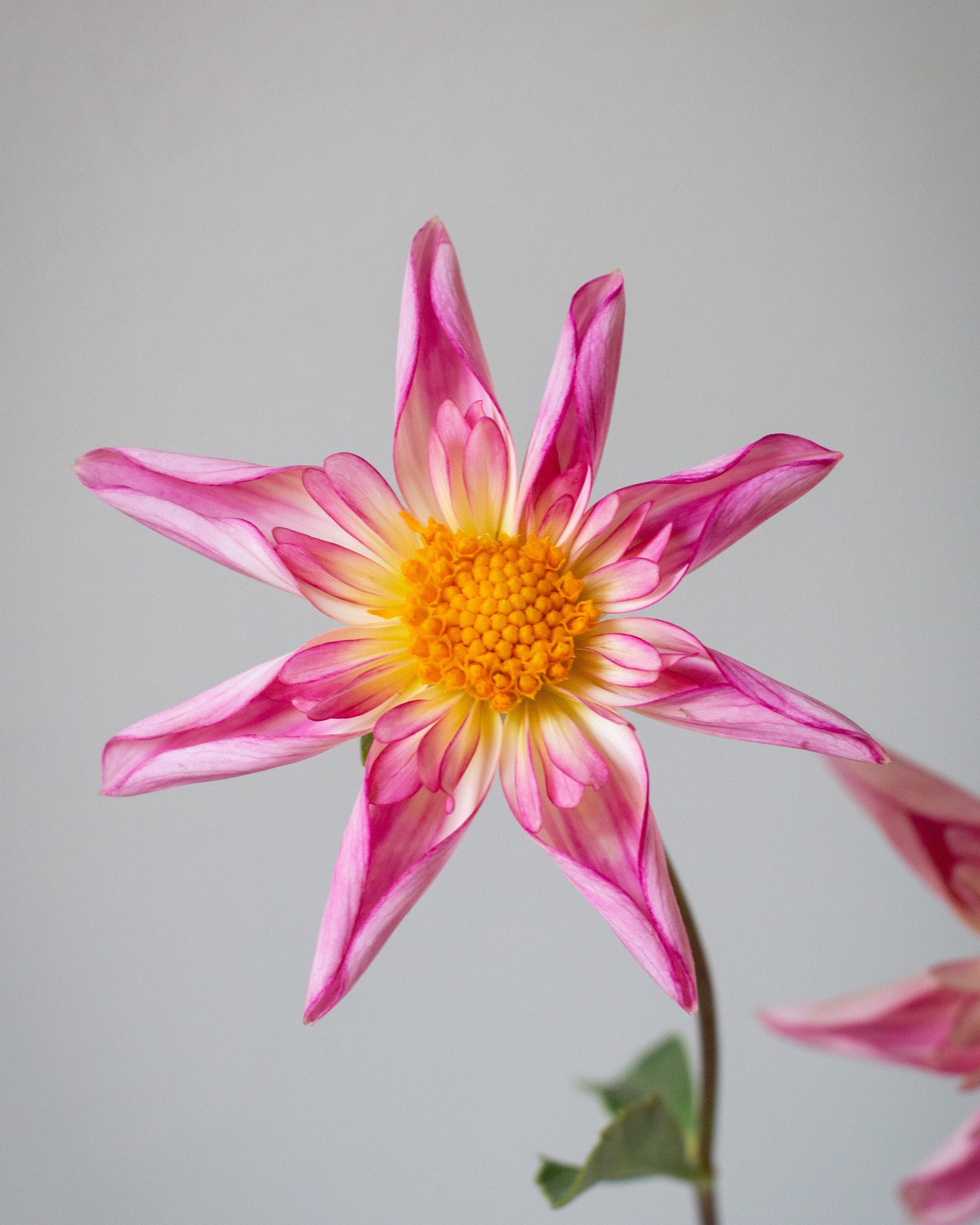 Pink flowers in various vases on a gray surface with a neutral background