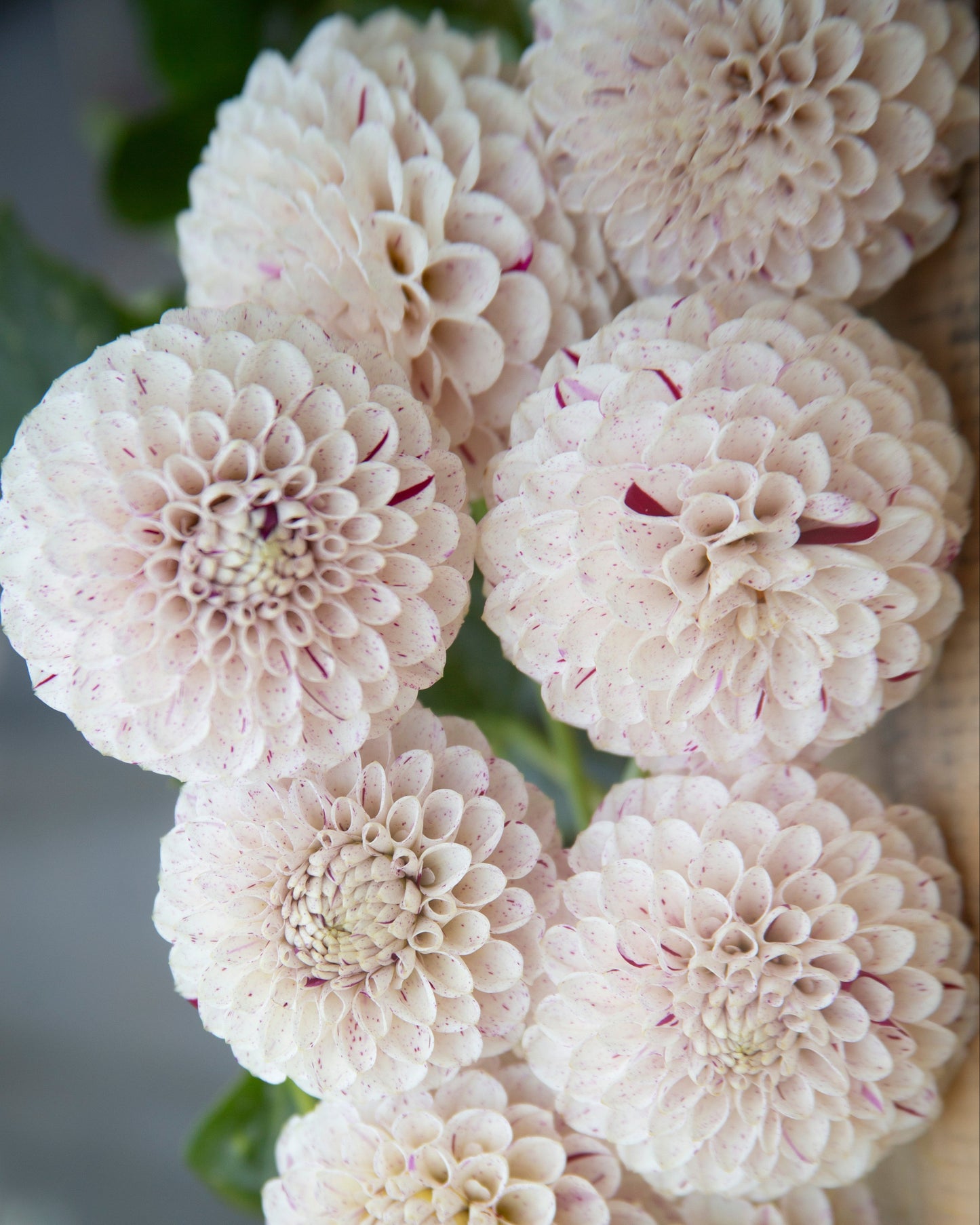 Close-up of white dahlias with a blurred background