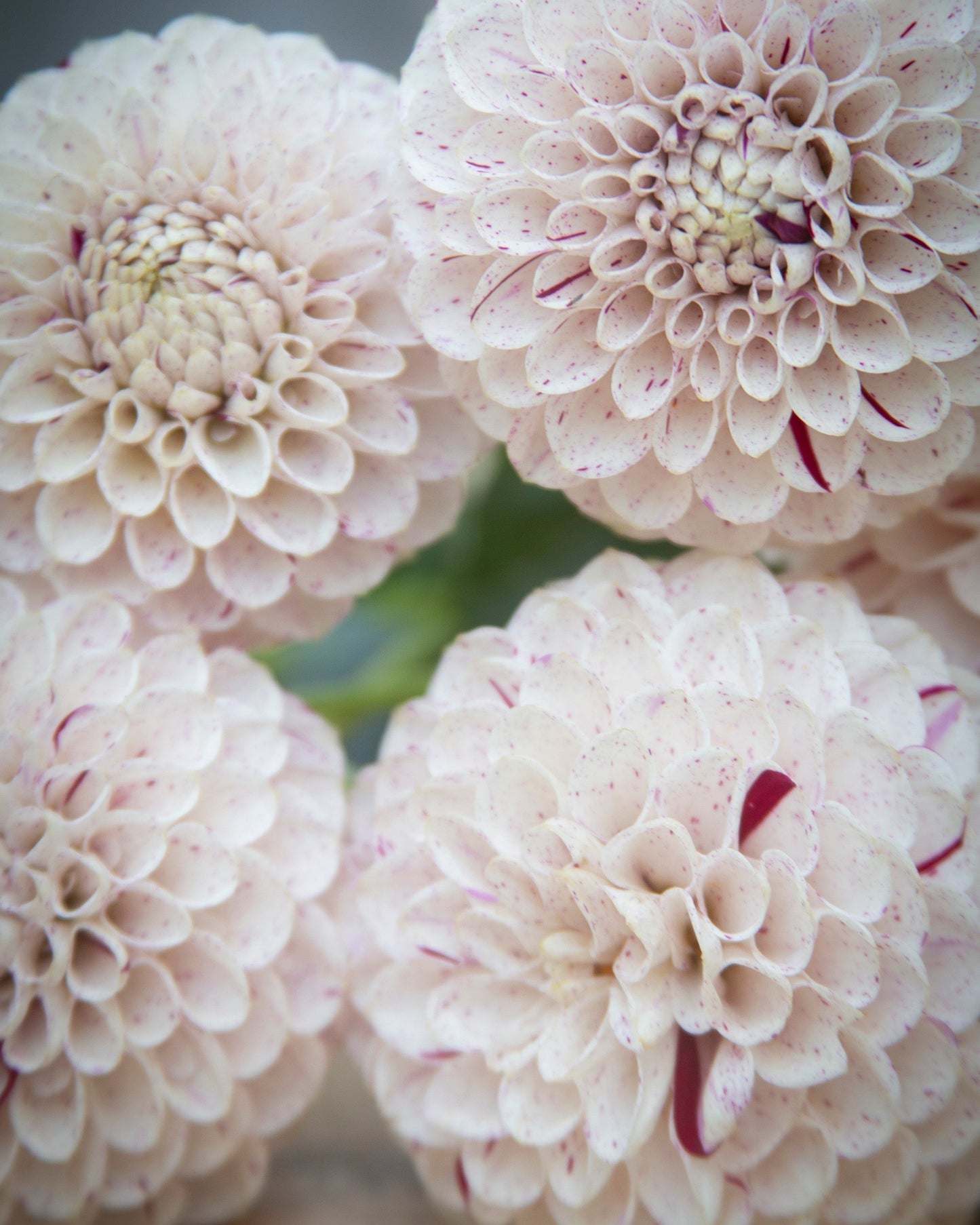 Close-up of white flowers with subtle red accents on a blurred background