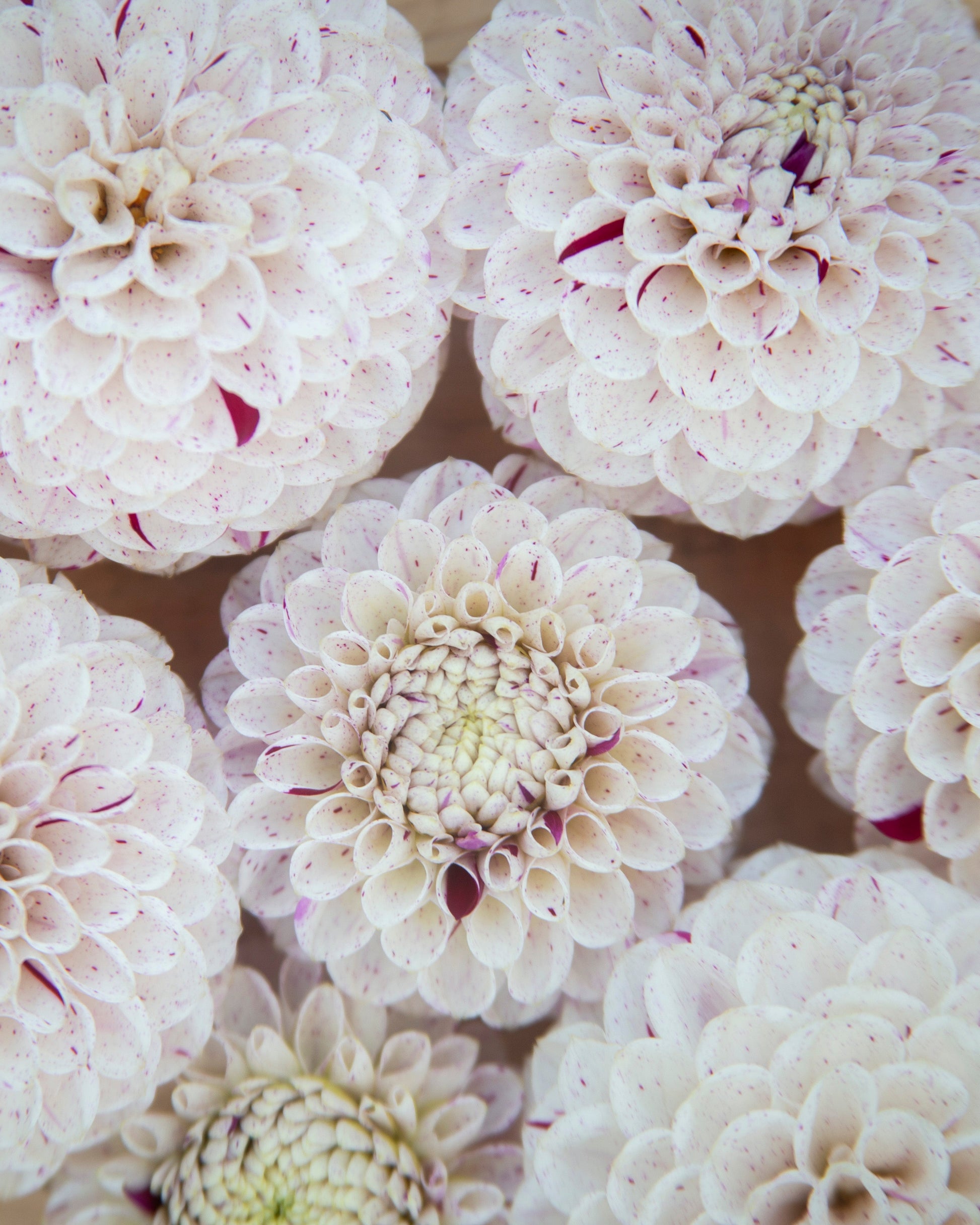 Close-up of white dahlias with subtle red centers on a wooden surface
