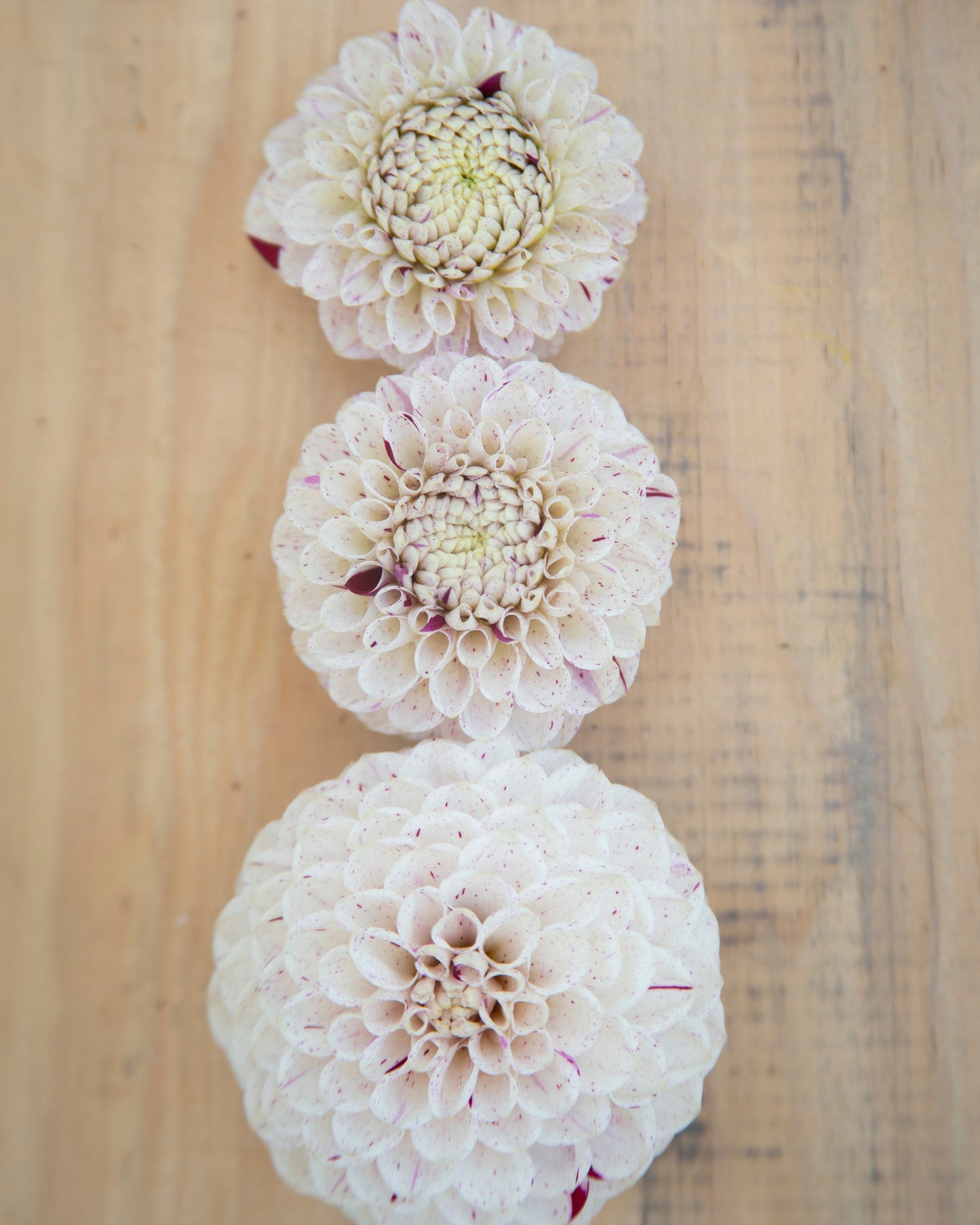 Three white flowers arranged in a row on a wooden surface