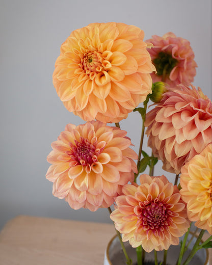 Bouquet of peach-colored dahlias in a white vase on a wooden surface with a gray background