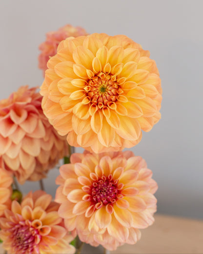 Close-up of orange and pink dahlias with a blurred gray background